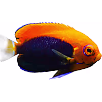 Flameback Angelfish