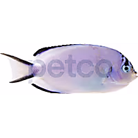 Female Watanabei Angelfish