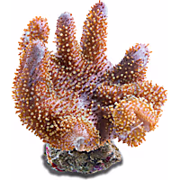 Aquacultured Nano Devil's Hand Coral