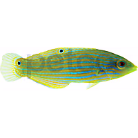 Pinstriped Wrasse