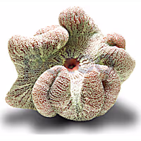 Green Carpet Anemone