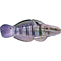 Banded Sleeper Goby
