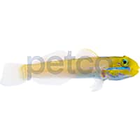 Golden Head Sleeper Goby