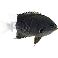Mosquito fish for sale petco sales