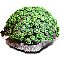 Aquacultured Green Long Polyp Flower Pot Coral
