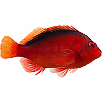 Flame Hawkfish