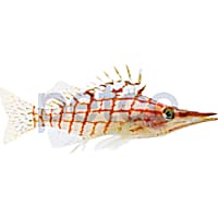 Long Nose Hawkfish