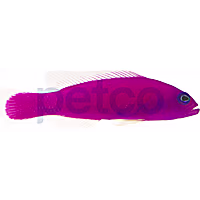 Purple Dottyback