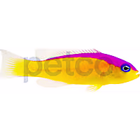 Purple Stripe Dottyback