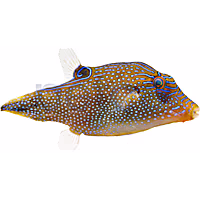 Blue Dot Toby Puffer