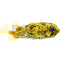 Porcupine Puffer