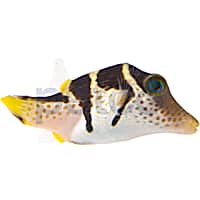 Freshwater puffer fish for sale petco discount