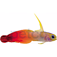 Firefish