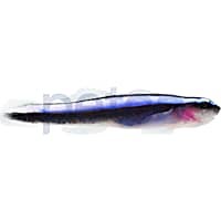 Aquacultured Neon Blue Cleaner Goby