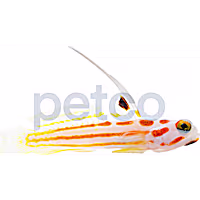 Aquacultured Yasha Goby
