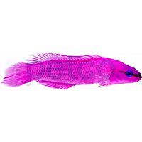 Orchid Dottyback