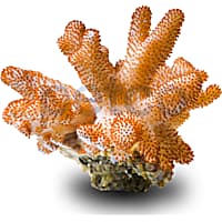 Aquacultured Nano Cauliflower Coral