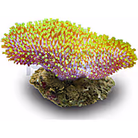 Aquacultured Green Polyp Toadstool Leather
