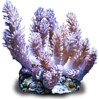Aquacultured Nano Young Finger Coral