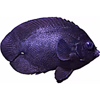 Black Nox Angelfish