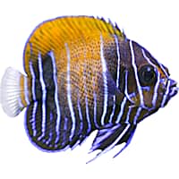Majestic Blue Girdled Angelfish