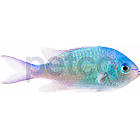 Green Chromis