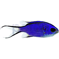 Blue Reef Chromis