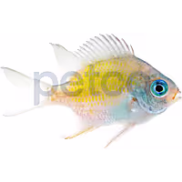 Ternate Lemon Damsel