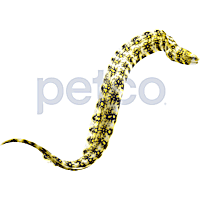 Snowflake Moray Eel