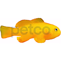 Yellow Clown Goby