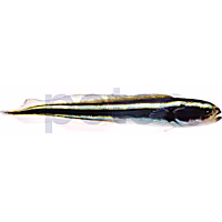 Engineer Goby
