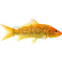 Petco koi fish 2025