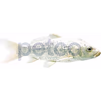Platinum Ogon Koi