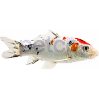 Tricolor Koi