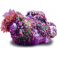 Aquacultured Hairy Lavender Mushroom