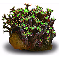 Aquacultured Nano Green Clove Coral