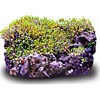 Nano Metallic Green Star Polyp