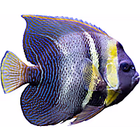 Cortez Angelfish