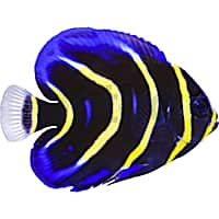 Juvenile Cortez Angelfish