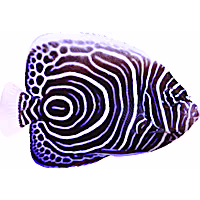 Emperor Angelfish (Juvenile)