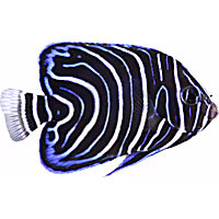 Koran Angelfish