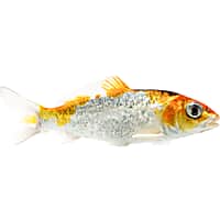 Live Pond Fish for Sale: Koi Fish & Goldfish