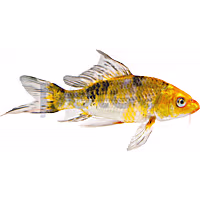 Butterfly Koi