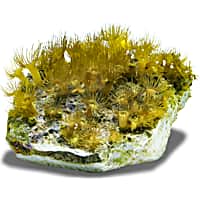 Aquacultured Nano Yellow Polyp