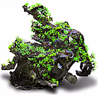 Aquacultured Nano Green Starburt Polyp