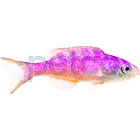Blue Diamond Creole Wrasse