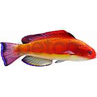 Hooded Flame Fairy Wrasse