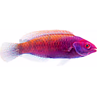 Ruby Head Fairy Wrasse