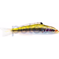 Bluehead Wrasse