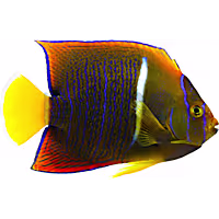 Passer Angelfish